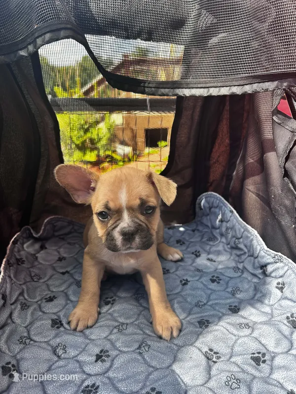 Moxie – Frenchton puppy for sale in Winterville, ME