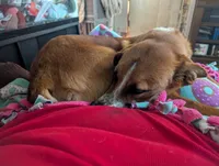 Beetoven, a male Australian Shepherd and Labrador Retriever for sale in Saginaw, MI – 2 of 2