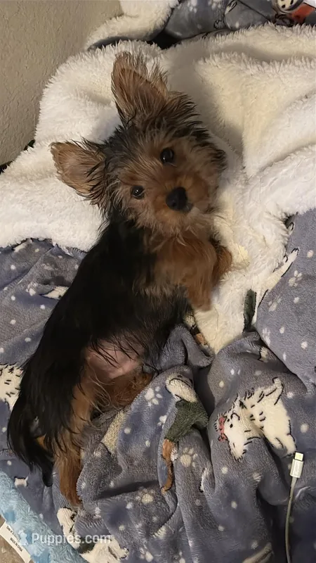 Ace, a male Yorkshire Terrier for sale in Tampa, FL – Photo 1 of 5