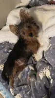 Ace, a male Yorkshire Terrier for sale in Tampa, FL – Photo 1 of 5