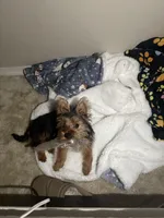 Ace, a male Yorkshire Terrier for sale in Tampa, FL – Photo 5 of 5