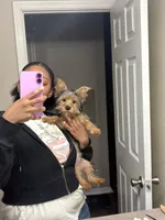 Ace, a male Yorkshire Terrier for sale in Tampa, FL – Photo 4 of 5