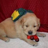 Cocoa, a male Golden Retriever for sale in Rathdrum, ID – 3 of 8