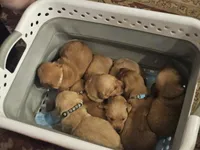 Leanne, a female Golden Retriever for sale in Rathdrum, ID – 3 of 6