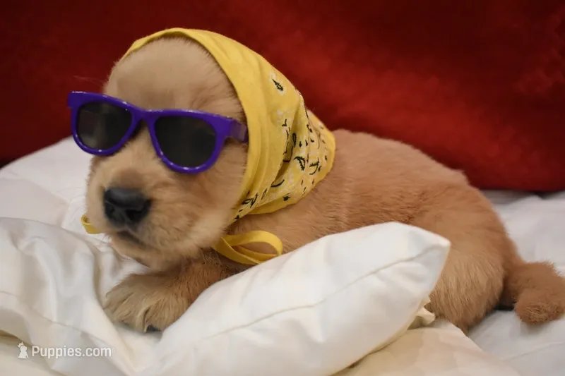 June – Golden Retriever puppy for sale in Rathdrum, ID