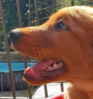 Ranger, a male Golden Retriever for sale in Rathdrum, ID – 4 of 5