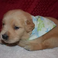 Millie, a female Golden Retriever for sale in Rathdrum, ID – 3 of 5