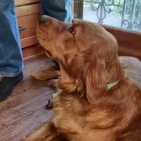 Abby, a female Golden Retriever for sale in Rathdrum, ID – 4 of 5