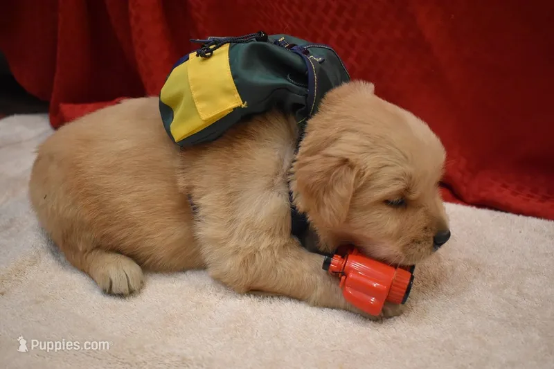 Cocoa – Golden Retriever puppy for sale in Rathdrum, ID