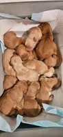 Cocoa, a male Golden Retriever for sale in Rathdrum, ID – 6 of 8