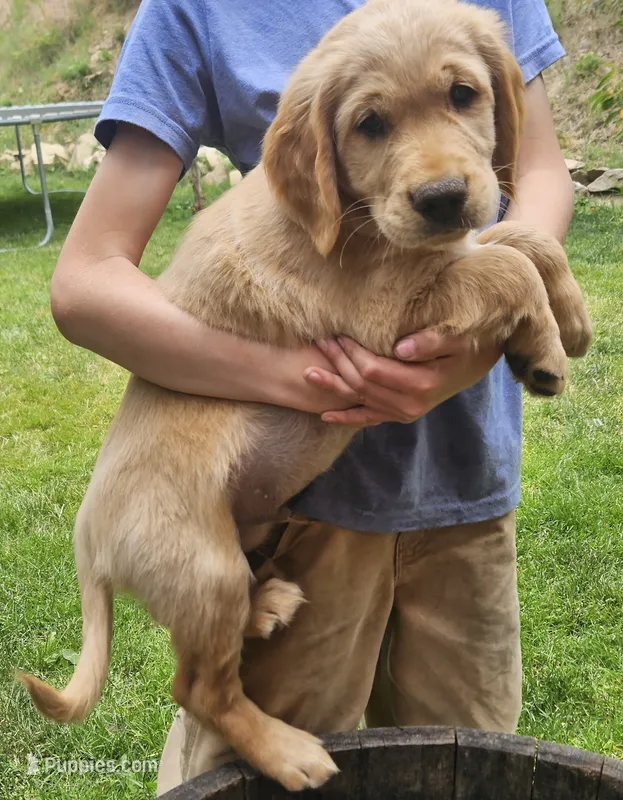 Jack – Golden Retriever puppy for sale in Rathdrum, ID