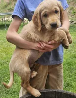 Jack, a male Golden Retriever for sale in Rathdrum, ID – 1 of 5