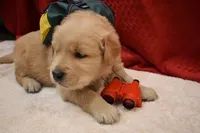 Cocoa, a male Golden Retriever for sale in Rathdrum, ID – 2 of 8