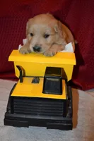 Tucker, a male Golden Retriever for sale in Rathdrum, ID – 1 of 5