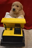 Tucker, a male Golden Retriever for sale in Rathdrum, ID – 2 of 5