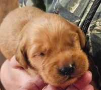 Cocoa, a male Golden Retriever for sale in Rathdrum, ID – 4 of 8