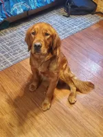 Jill, a female Golden Retriever for sale in Rathdrum, ID – 6 of 8