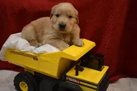 Tucker, a male Golden Retriever for sale in Rathdrum, ID – 3 of 5