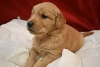 June, a female Golden Retriever for sale in Rathdrum, ID – 3 of 6