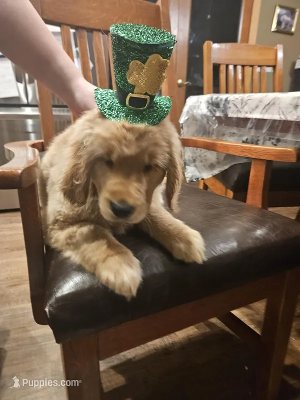 Millie – Golden Retriever puppy for sale in Rathdrum, ID