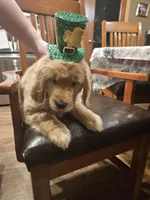 Millie, a female Golden Retriever for sale in Rathdrum, ID – Photo 1 of 6