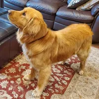 Millie, a female Golden Retriever for sale in Rathdrum, ID – Photo 6 of 6