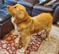 Eddie, a male Golden Retriever for sale in Rathdrum, ID – Photo 6 of 6