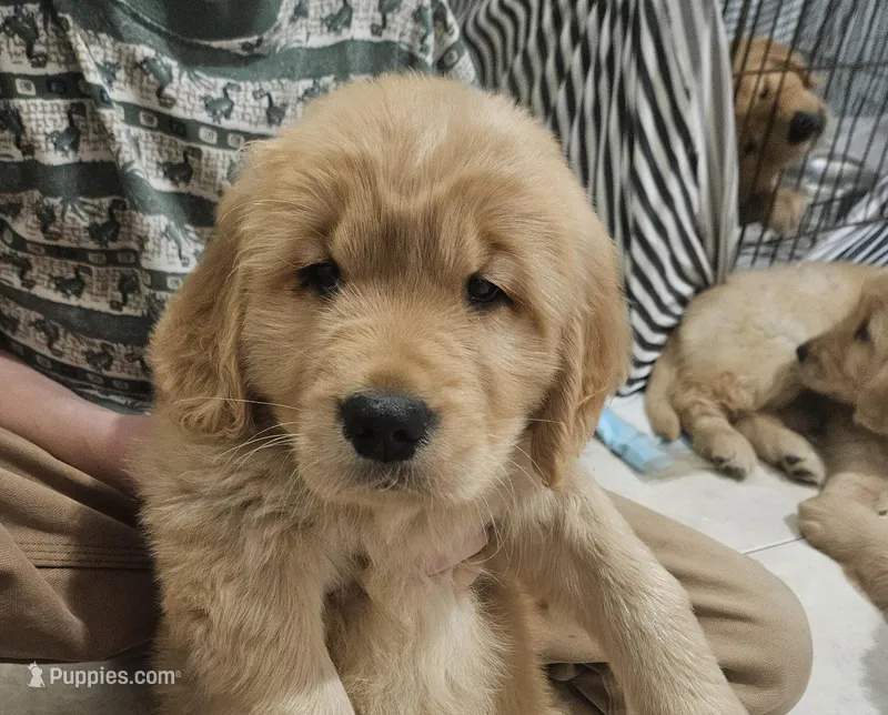 Millie, a female Golden Retriever for sale in Rathdrum, ID – Photo 1 of 4