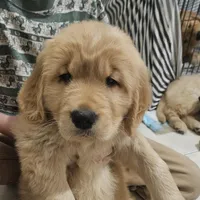 Millie, a female Golden Retriever for sale in Rathdrum, ID – Photo 4 of 6