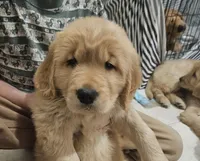 Millie, a female Golden Retriever for sale in Rathdrum, ID – Photo 1 of 4