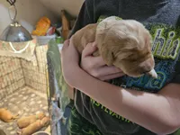 Eddie, a male Golden Retriever for sale in Rathdrum, ID – Photo 1 of 6