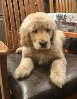 Millie, a female Golden Retriever for sale in Rathdrum, ID – Photo 2 of 6