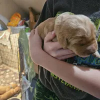 Millie, a female Golden Retriever for sale in Rathdrum, ID – Photo 3 of 6