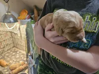 Millie, a female Golden Retriever for sale in Rathdrum, ID – Photo 4 of 4