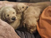 Leanne, a female Golden Retriever for sale in Rathdrum, ID – 4 of 6