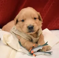 Ranger, a male Golden Retriever for sale in Rathdrum, ID – 3 of 5