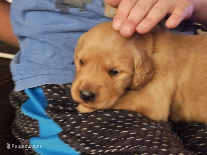 Leanne – Golden Retriever puppy for sale in Rathdrum, ID