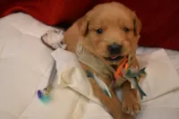 Biscuit, a male Golden Retriever for sale in Rathdrum, ID – 3 of 7