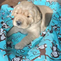 Biscuit , a male Golden Retriever for sale in Rathdrum, ID – Photo 1 of 3