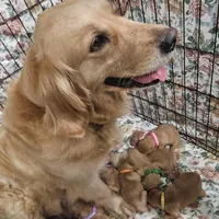 Biscuit (PENDING), a male Golden Retriever for sale in Rathdrum, ID – Photo 2 of 3