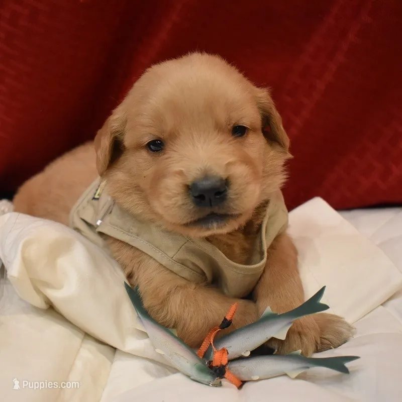 Biscuit – Golden Retriever puppy for sale in Rathdrum, ID