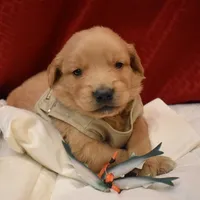 Biscuit, a male Golden Retriever for sale in Rathdrum, ID – 1 of 7