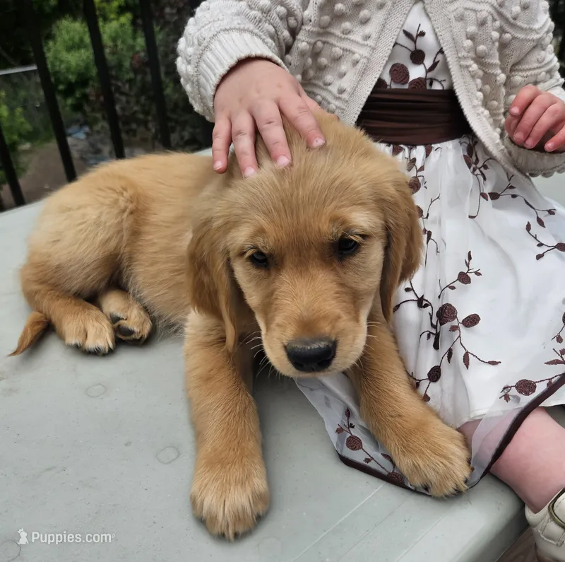 Jill – Golden Retriever puppy for sale in Rathdrum, ID