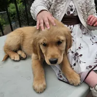 Jill, a female Golden Retriever for sale in Rathdrum, ID – 1 of 8