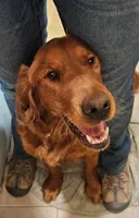 Cocoa, a male Golden Retriever for sale in Rathdrum, ID – 7 of 8