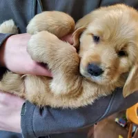 Jill, a female Golden Retriever for sale in Rathdrum, ID – 8 of 8
