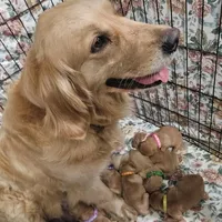Rosie (PENDING), a female Golden Retriever for sale in Rathdrum, ID – Photo 3 of 3