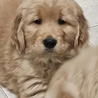 Tucker (PENDING), a male Golden Retriever for sale in Rathdrum, ID – Photo 1 of 4