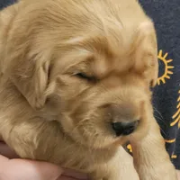 Tucker (PENDING), a male Golden Retriever for sale in Rathdrum, ID – Photo 2 of 4