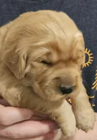 Tucker (PENDING), a male Golden Retriever for sale in Rathdrum, ID – Photo 2 of 4